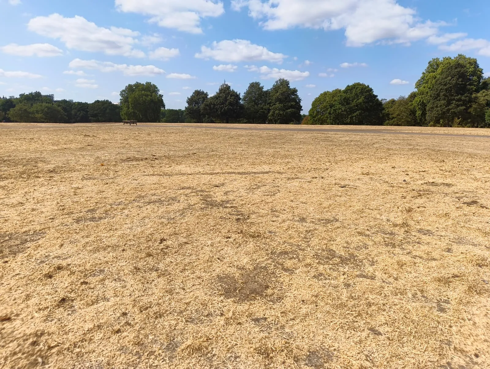 Hyde Park surrounded by scorched grass